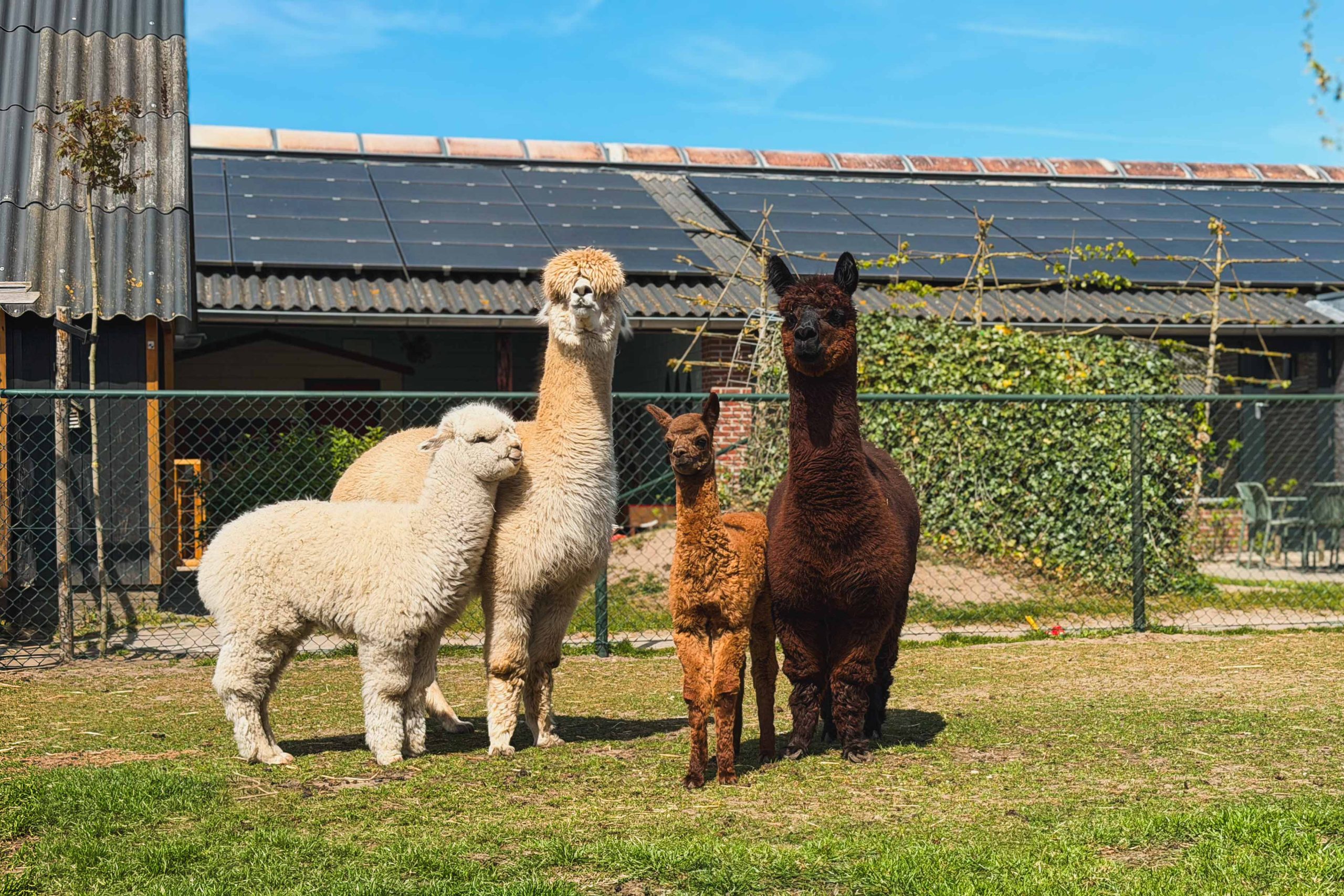 Alpaca's